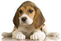 Animal Angels Beagle puppy